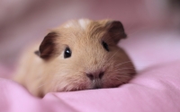 guinea-pig-hd-1680x1050