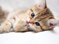 Small-cat-licking-its-paw-wallpaper_5199