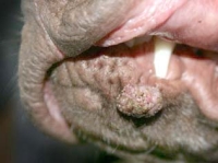 papilloma_wart_dog_lip