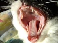 320px-Yawning_Cat