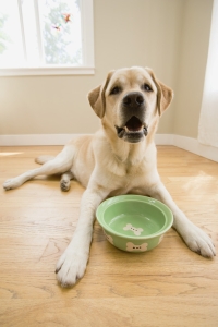 dogbowl