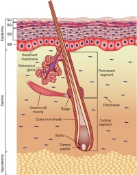 Anatomy_of_the_skin