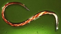 barberpoleworm