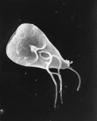 256px-Giardia_lamblia_SEM_8698_lores