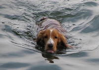 aswimming_dog_bgiu