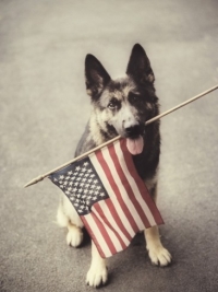 robert-llewellyn-dog-holding-american-flag-in-mouth